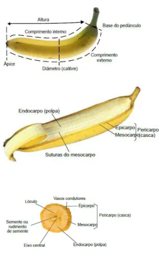 Figura 1- Detalhamento das partes componentes do fruto da bananeira 