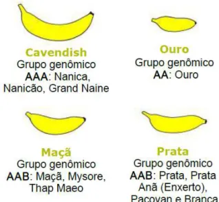 Figura 2- Classificação segundo os grupos varietais dos frutos da bananeira