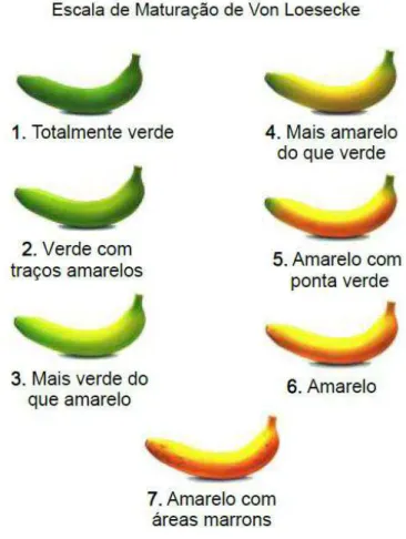 Figura 3 - Classificação segundo escala de maturação de Von Loesecke dos frutos da  bananeira 