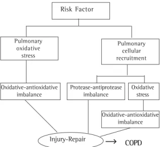 Figure 5 - Model of the inflammatory process in chronic obstructive pulmonary disease
