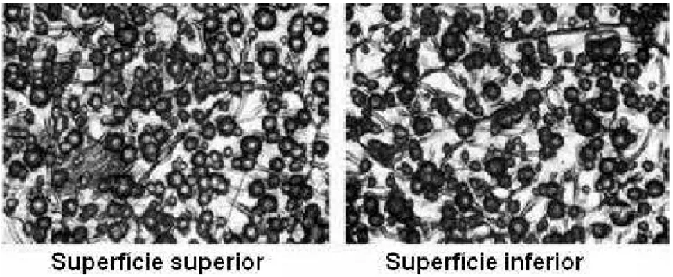 Figura 3.36 - Microestrutura da superfície das duas faces da tira laminada 