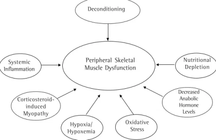 Figure 3 - Physiopathology of musculoskeletal dysfunction in chronic obstructive pulmonary disease