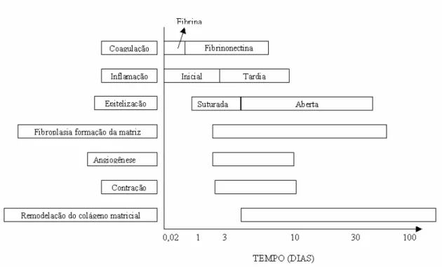 Figura 3.3: Esquema gráfico representando os vários estágios de lesão e o tempo de duração