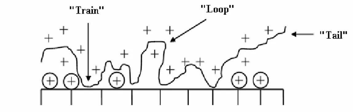 Figura 3.12: Adsorção de polímero e formação de laços dispostos mediante ponte  (Sharma et al., 2006)
