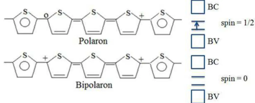 Figura 5: Representação estrutural de um polaron e um bipolaron no poli(tiofeno). 