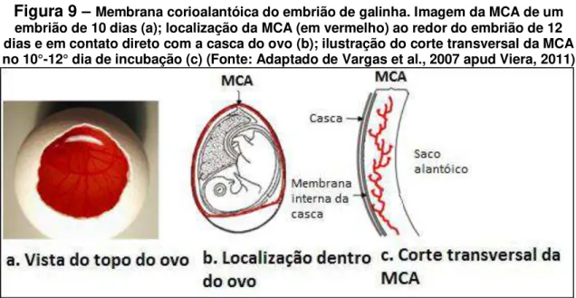 Figura 9  –  Membrana corioalantóica do embrião de galinha. Imagem da MCA de um  embrião de 10 dias (a); localização da MCA (em vermelho) ao redor do embrião de 12  dias e em contato direto com a casca do ovo (b); ilustração do corte transversal da MCA  no 10°-12° dia de incubação (c) (Fonte: Adaptado de Vargas et al., 2007 apud Viera, 2011)