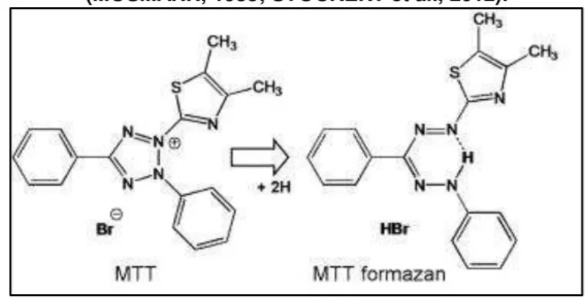 Figura 14  –  Reação de oxi-redução do MTT em células metabolicamente ativas  (MOSMANN, 1983; STOCKERT et al., 2012)