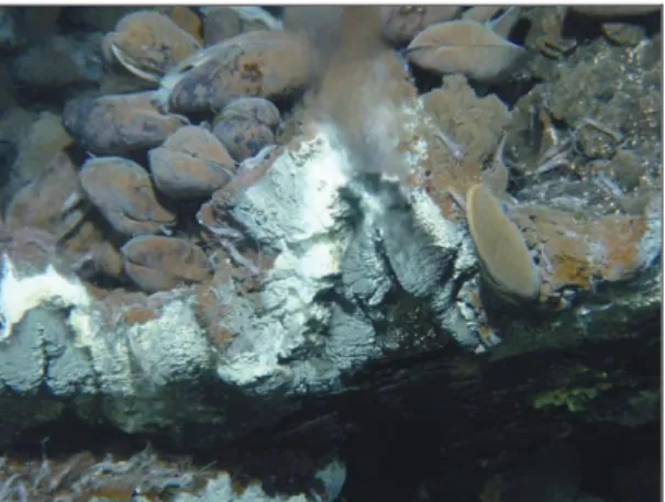Fig. 9.  The hot water plumes are very rich in 