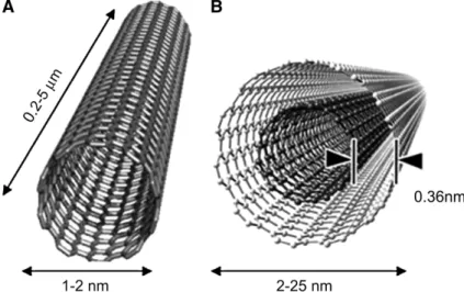 Figure 1.14 Conceptual diagram of (A) single-walled carbon nanotube and (B)  multi-walled carbon nanotube showing typical dimensions of length, width, and 