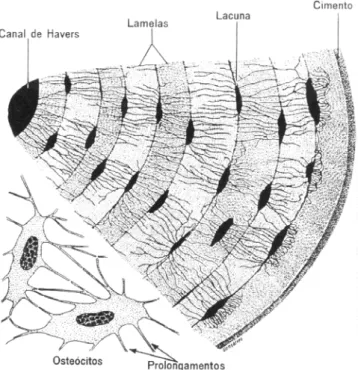 Figura 3.2 - Esquemas mostrando parte de um sistema de Havers e dois  osteócitos (esquerda) [JUNQUEIRA, 1973]