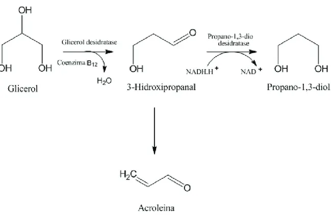 Figura 4: Via metabólica de obtenção de acroleína pela transformação do 3-hi- 3-hi-droxipropanal (adaptado da ref