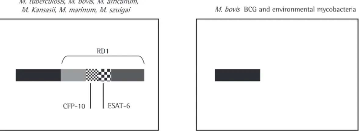 Figure 2 - Presence or absence of genes in region of difference 1 (RD1) in mycobacteria – The RD1 of the mycobacterium  genome is only present in  Mycobacteri um tuberculosis ,  M