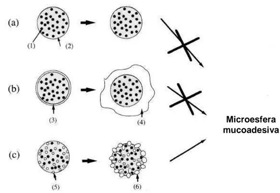 Figura  12  -  Descrição  esquemática  do  processo  de  mucoadesão  com  microesferas