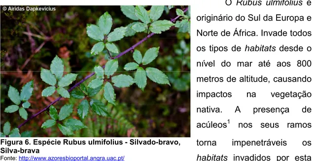 Figura 6. Espécie Rubus ulmifolius - Silvado-bravo,  Silva-brava 