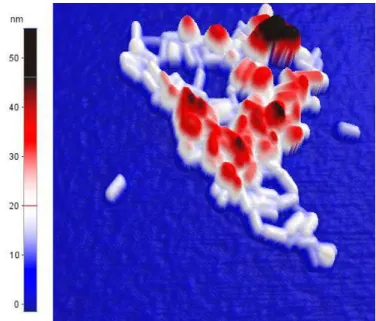 Figura 18 - Imagem de AFM de um grupo de nanobastões de ouro. 