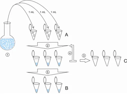 Figura 3 –  Diagrama esquemático do processo de preparo das amostras para ensaio de 
