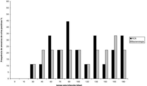 Figura  6.  Freqüência  de  animais  positivos  por  PCR  e  bacteriologia  para  Brucella  ovis  em  amostras  de  urina ao longo de 180 dias de infecção experimental