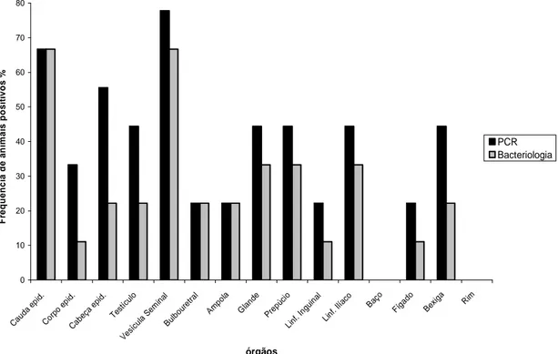 Figura  9.  Freqüência  de  amostras  de  órgãos  positivas  por  PCR  e  bacteriologia  em  carneiros  experimentalmente infectados por Brucella ovis, eutanasiados aos 192 dias pós-infecção