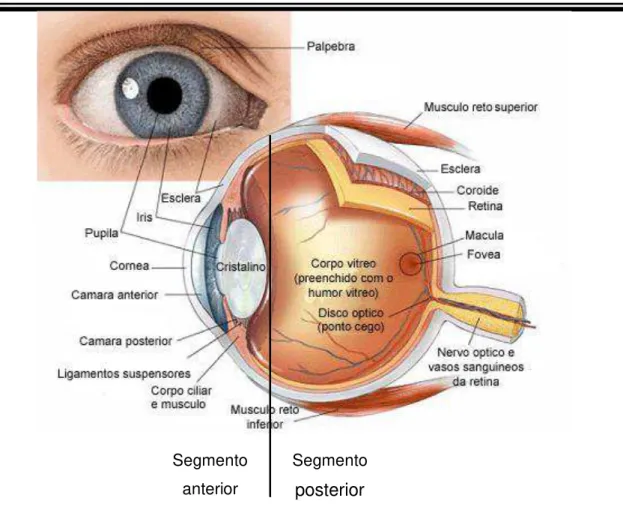 Figura 1 – Esquema demonstrando a anatomia do olho 