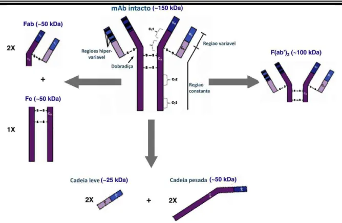Figura 3 -  Estrutura geral de um anticorpo monoclonal e seus fragmentos  Fonte: Adaptado de Fekete et al., 2013 