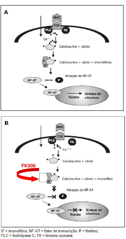 FIGURA 9 - Papel da calcineurina na célula T (A) e mecanismo de ação do FK506 (B). Fonte:  Adaptação de Castro, 2006