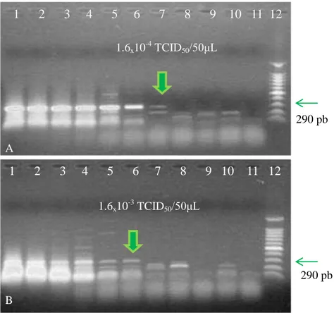 Figura  1.2:  Sensibilidade  analítica  da  RT-PCR  desenvolvida  (região  5´-  UTR),  utilizando  transcrição  reversa  com  o    kit  Improm  II  (Promega),  seguido  de  PCR  utilizando  a  enzima  Go 