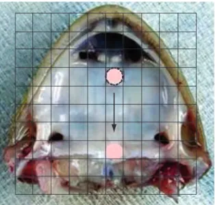 Figure 2 - Photograph of the frog palate with a diagram  representing  the  technique  for  measuring  mucus  transportability by visualization using a stereomicroscope  equipped with a reticulated eyepiece.
