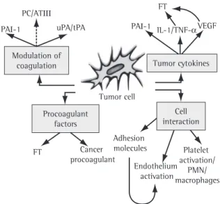 Figure  1  -  Prothrombotic  mechanisms  of  tumor  cells. 