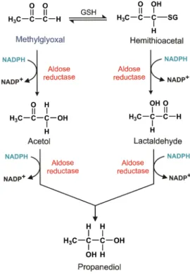 Figure   1.1   Aldose   reductase-­catalyzed   catabolism   of   methylglyoxal.   The   enzyme   catalyzes  directly  the  reduction  of  methylglyoxal   or   of   its   GSH   hemithioacetal   using   NADPH   as   reducing  agent  (Gomes  2007)
