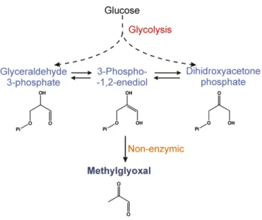 Figure   2.1   Main   methylglyoxal   formation   reaction:   spontaneous   elimination   of   the   phosphate   group   of   the  enediolic  intermediate  in  equilibrium  with  the  glycolytic  triose  phosphates