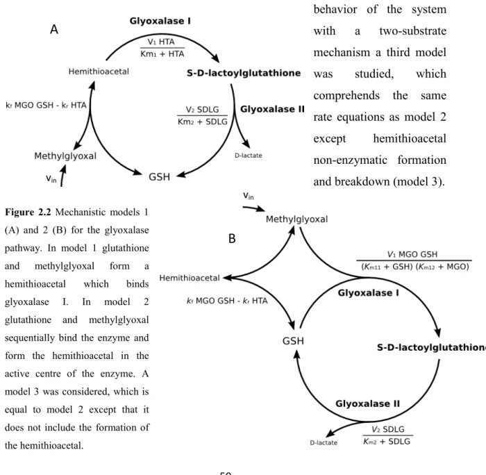 Figure   2.2   Mechanistic   models   1   (A)   and   2   (B)   for   the   glyoxalase   pathway