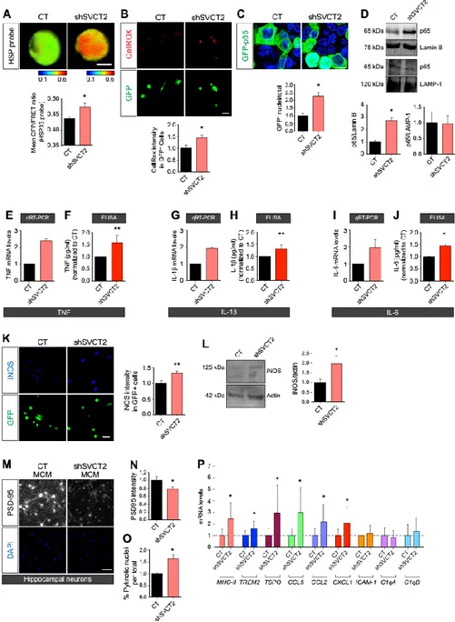 Fig.  3.  SVCT2  reduction  activates  microglia.  (A)  Fluorescence  imaging  and  quantification  of  rat  primary  microglia expressing the ROS FRET sensor HSP33 and infected with empty pLKO (CT) or pLKO-shSVCT2  lentiviruses