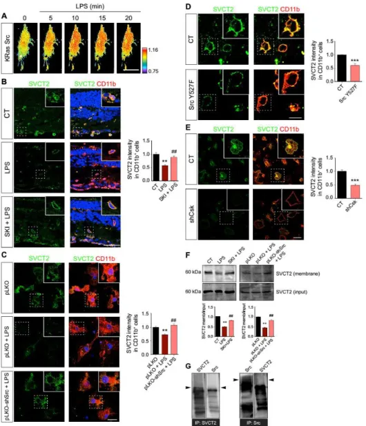 Fig.  5.  c-Src  activation  mediates  SVCT2  internalization.  (A)  FRET  analysis  of  CHME3  microglial  cells  expressing  the  KRas  Src  FRET  probe  and  exposed  to  LPS