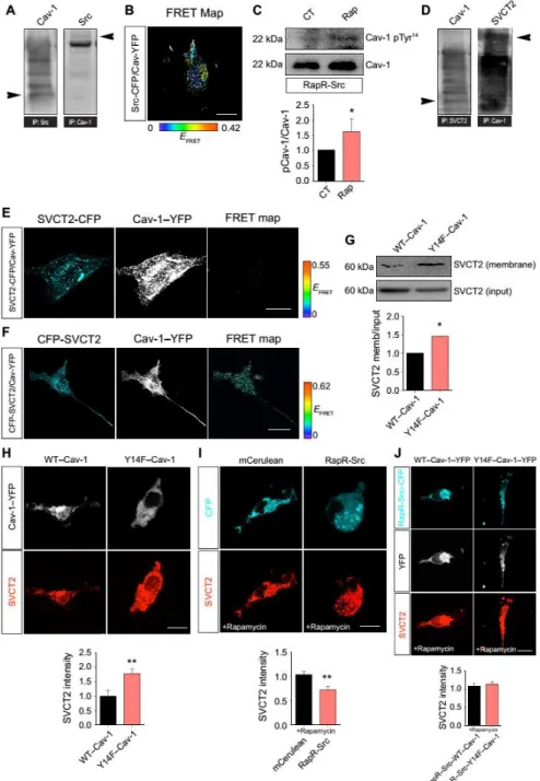 Fig.  6.  SVCT2  internalization  depends  on  phosphorylation  of  Cav-1  at  Tyr 14   by  c-Src