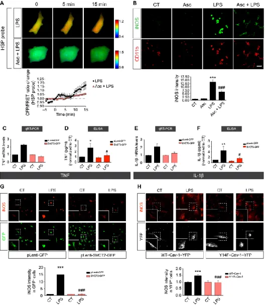 Fig.  8.  Ascorbate  treatment,  overexpression  of  SVCT2,  or  reduction  of  SVCT2  internalization  abrogates  microglia  activation