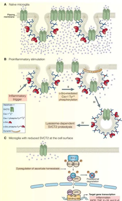 Fig. 9. SVCT2 regulation of microglial activation. (A) SVCT2 in naïve microglia under steadystate conditions