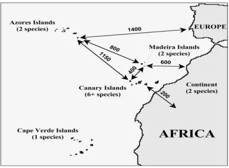 Fig. 1. Distribution of  Tolpis  across Macaronesia and the adjacent continents of Africa and Europe, along  with distances used in computing minimum distance ( D)  scores