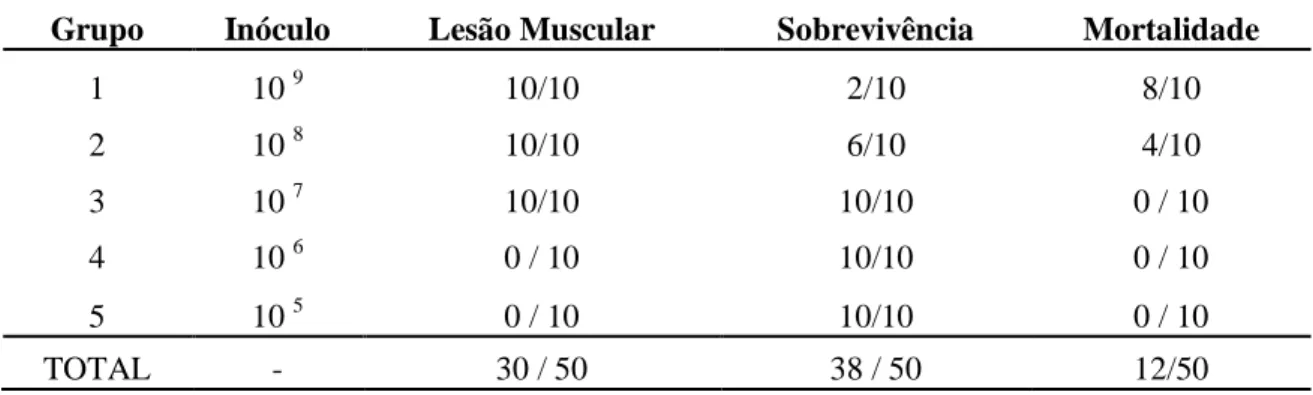 Tabela  6  Concentrações  bacterianas  do  inóculo,  presença  de  lesão  muscular,  sobrevivência  e  mortalidade  em  50  cobaios  (Cavia  porcellus)  inoculados  com  cinco  concentrações  de  células  vegetativas de Clostridium perfringens tipo A pela 