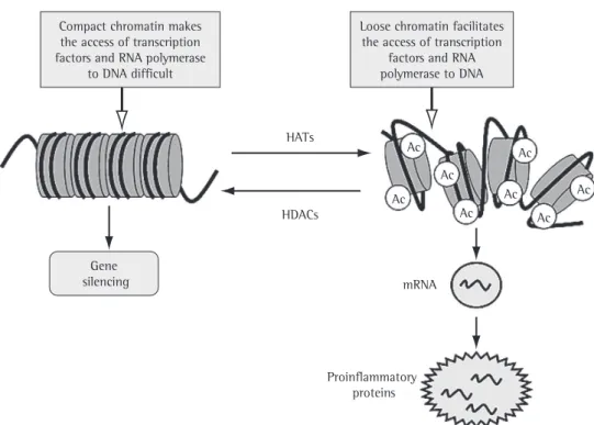 Figure 4 - In chronic inflammatory diseases, including COPD, histone acetylation by histone acetyltransferases  (HATs) makes chromatin loose, thus facilitating the access of transcription factors and RNA polymerase to DNA,  resulting in an increase in the 