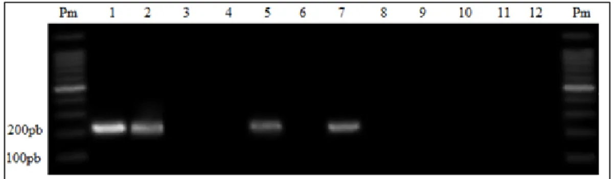 Figura 6  – Determinação do iniciador reverso para o DNA com mutação, apresentado  em  gel  de  agarose  1%