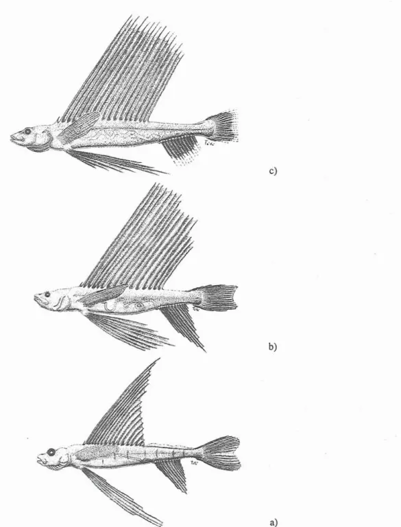 Fig.  1.  Representation of the 3 developmental  stagu  of Bathysaurus ferox  postlarvae, based o q  data presented in  Table  2