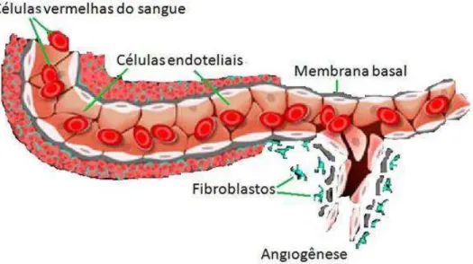 Figura 7 -  Processo de angiogênese 