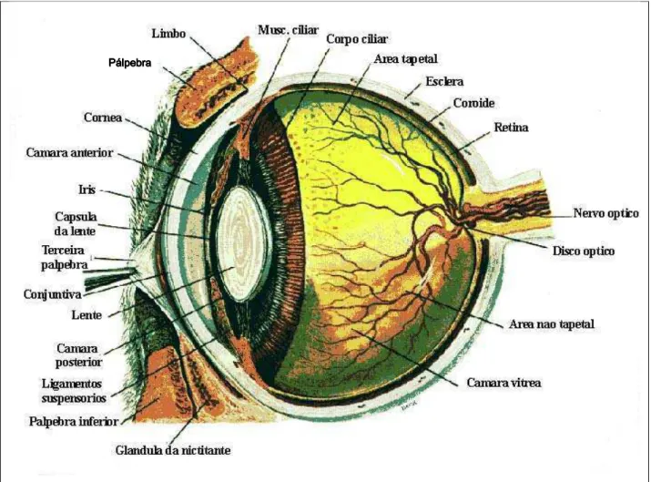 Figura 01. Corte sagital do bulbo ocular e seus anexos na espécie humana.  Fonte: Adaptação Slatter (2007, p.2) 