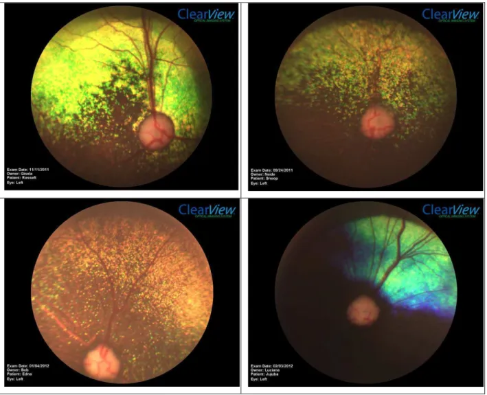 Figura 07. Fotografia de retina com variações normais da espécie canina. 