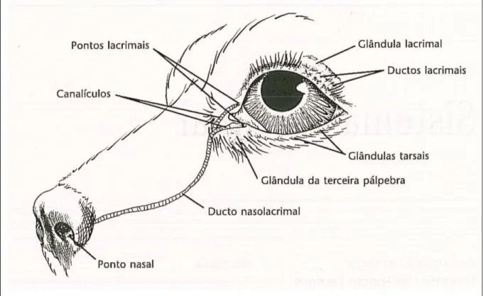 Figura 10. Representação esquemática do aparelho lacrimal.  Fonte: Adaptado Slatter (2007, p.260) 