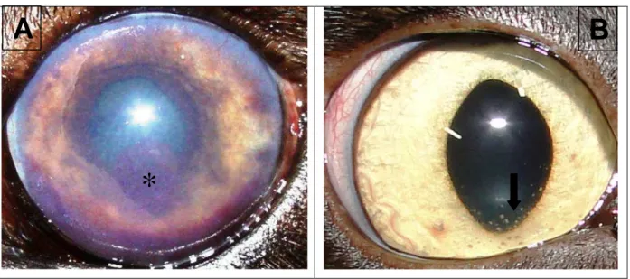 Figura  13. Fotografia de uveíte anterior em cão  e  gato.  (A) Notar  presença  de  sangue (hifema) (asterisco)  em  olho  de  cão  tripanossomíase