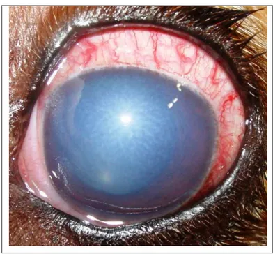 Figura 15. Fotografia de olho de cão com glaucoma crônico. Notar congestão dos vasos episclerais, edema  de córnea e midríase