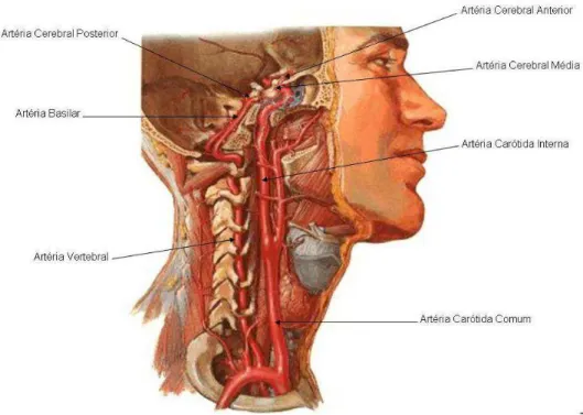 Figura 3.1. Vista lateral da região do pescoço e principais artérias do cérebro (NETTER, 2008) 