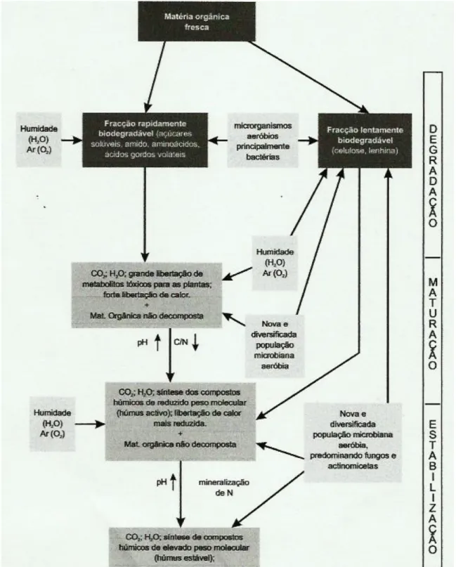 Figura 2 – Representação esquemática do processo de decomposição e estabilização da  matéria orgânica (adaptado de Gonçalves, 2005)