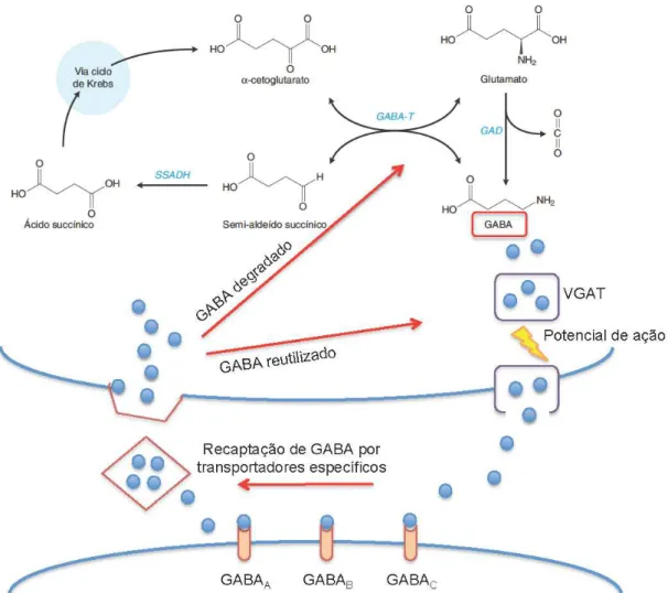 Figura  2:  Desenho  esquemático  mostrando  o  metabolismo  do  GABA.  Adaptado  de  Beleboni et al., 2004